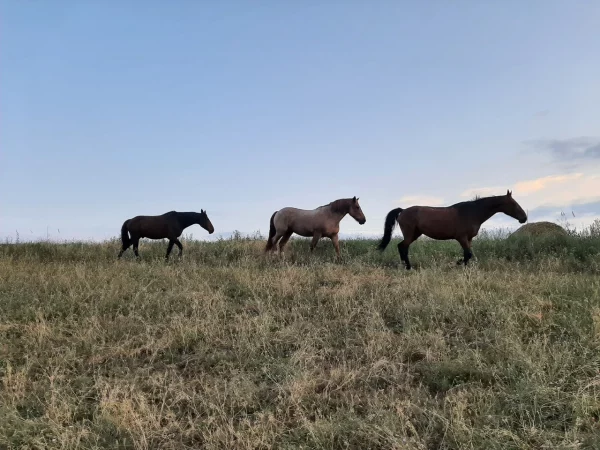 Конный прокат Гунн г. Кисловодск